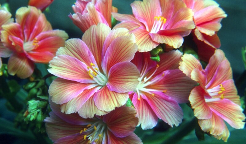 Pink and Yellow Flowers — Calm, Photograph, Green Leaves, Petals