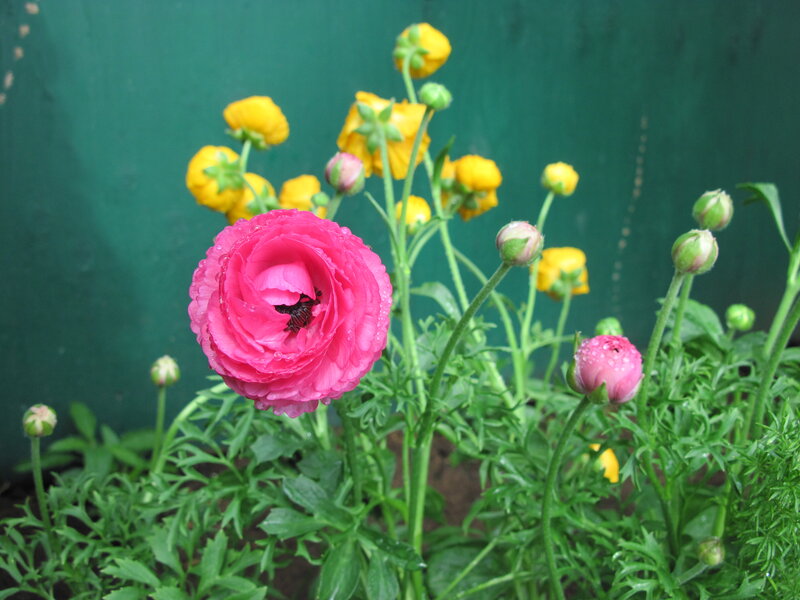Pink and Yellow Flowers — Calm, Photograph