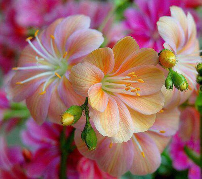 Pink and Yellow Flowers — Calm, Spring, Photograph, Buds