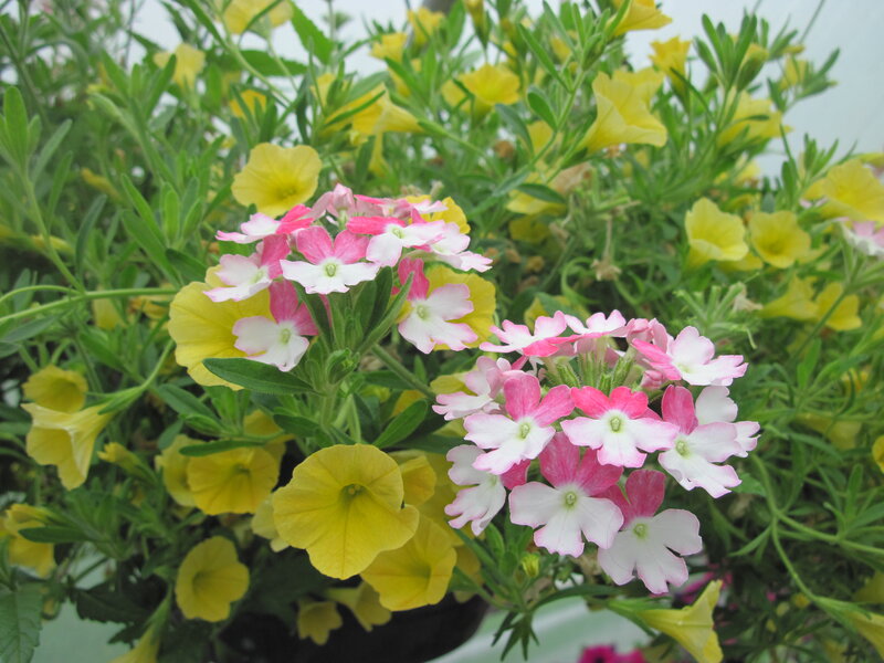 Pink and Yellow Flowers — Calm, Spring, Photograph