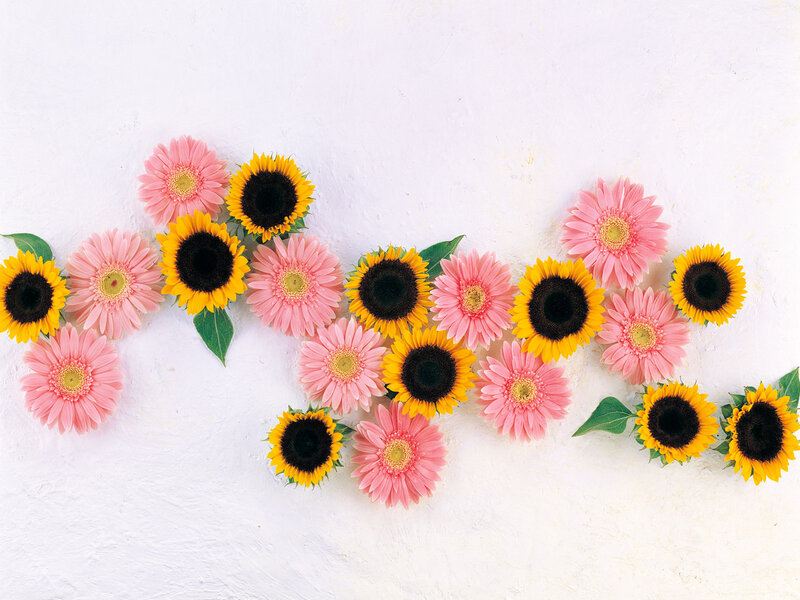 Pink and Yellow Flowers — Calm, Spring