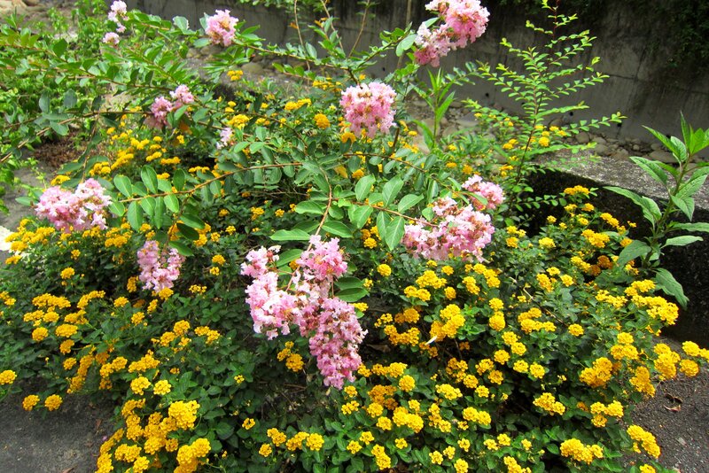 Pink and Yellow Flowers — Calm, Summer
