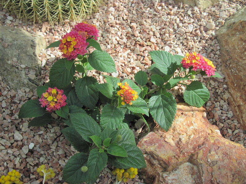 Pink and Yellow Flowers — Green, Calm