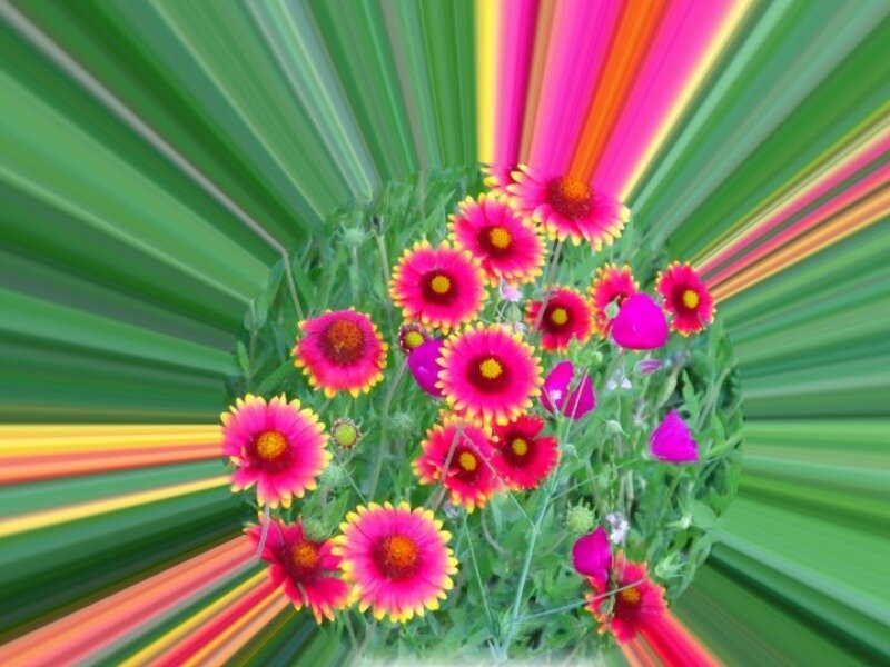 Pink and Yellow Flowers — Green