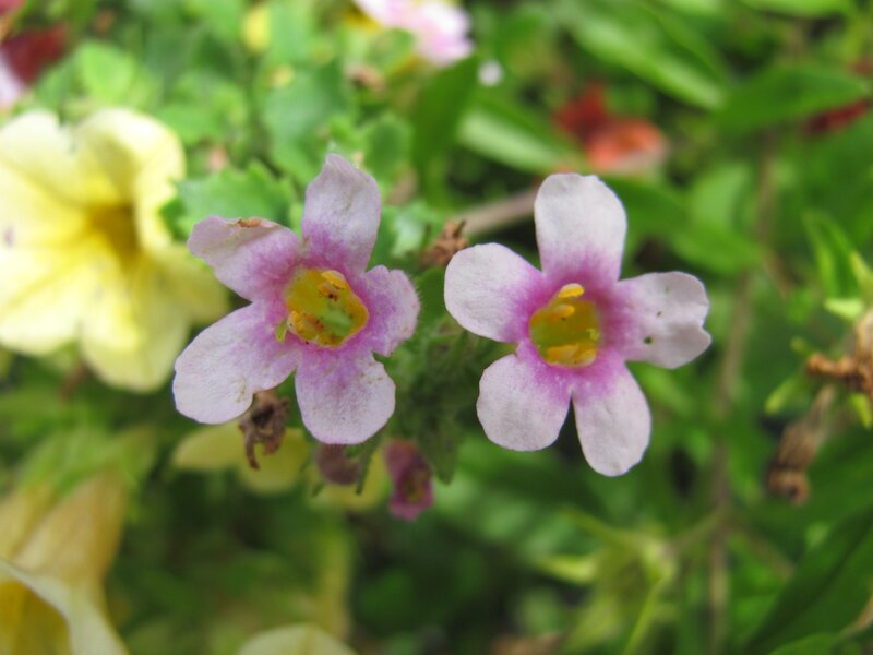 Pink and yellow flowers in garden