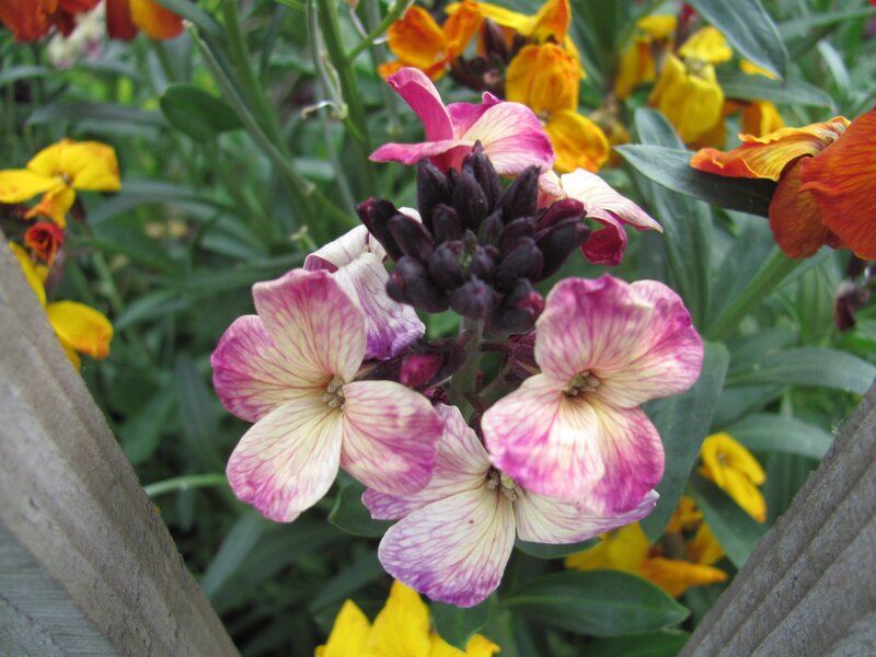 Pink and yellow flowers in garden