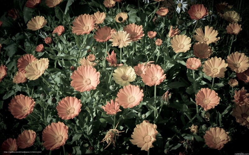 Pink and yellow flowers in garden