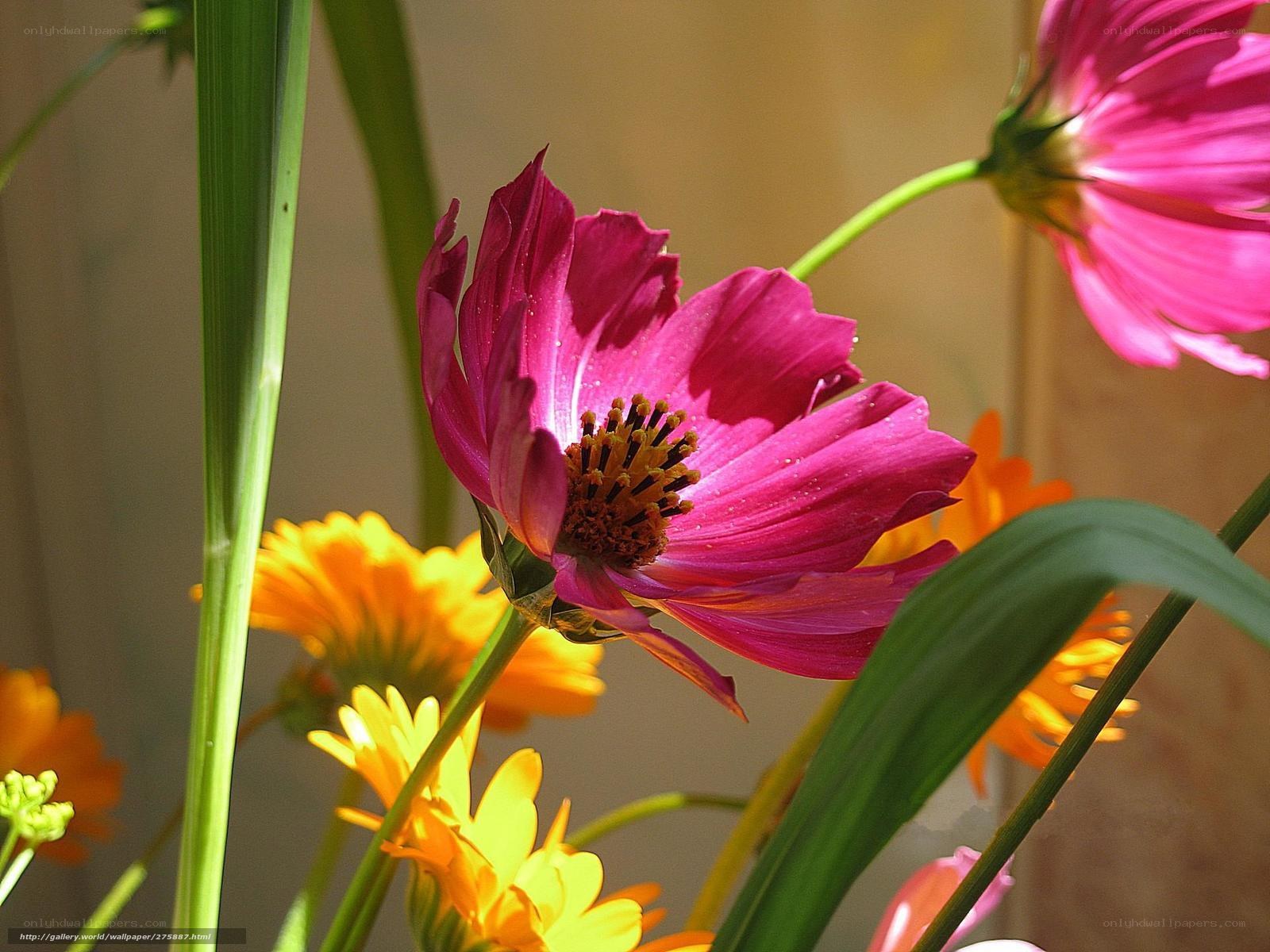 Pink and yellow flowers in sunlight