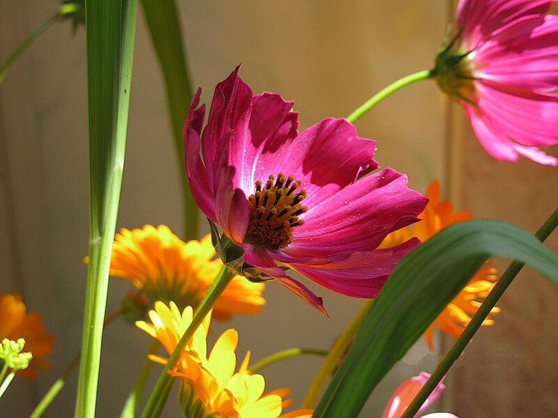 Pink and yellow flowers in sunlight