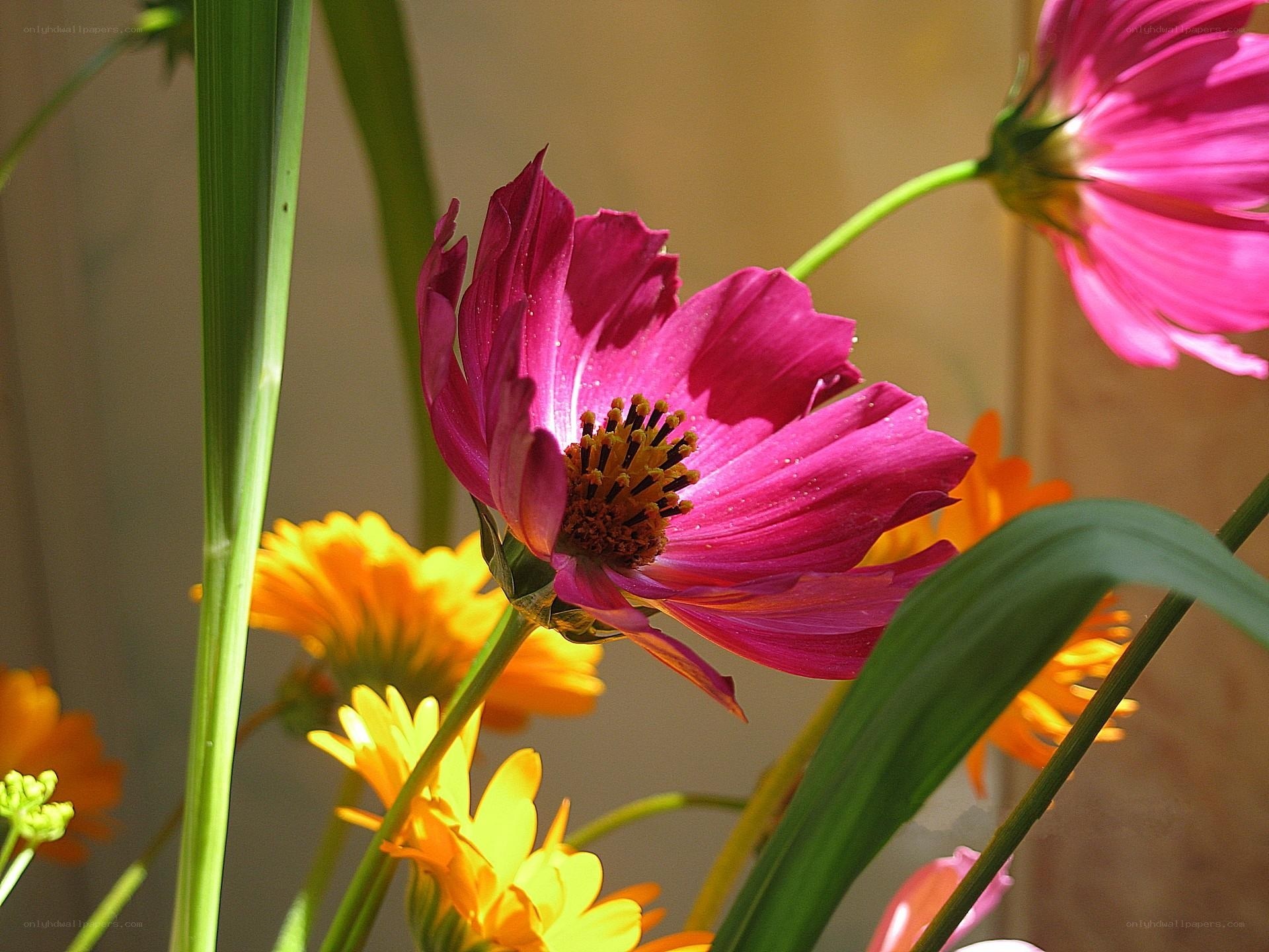 Pink and yellow flowers in sunlight