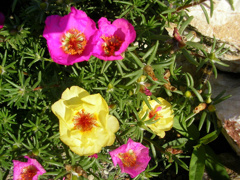 Pink and Yellow Flowers — Natural, Afternoon, Photograph, Bee