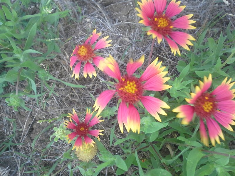 Pink and Yellow Flowers — Natural, Afternoon, Photograph