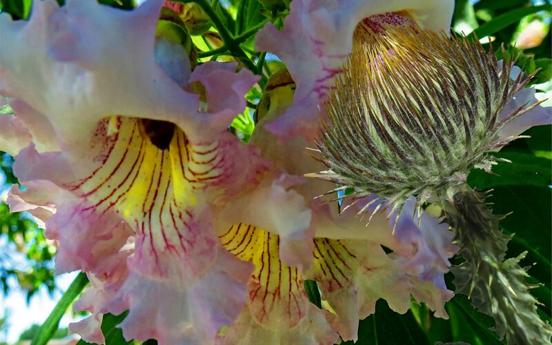 Pink and Yellow Flowers — Natural, Afternoon