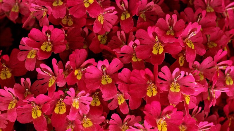 Pink and Yellow Flowers — Red