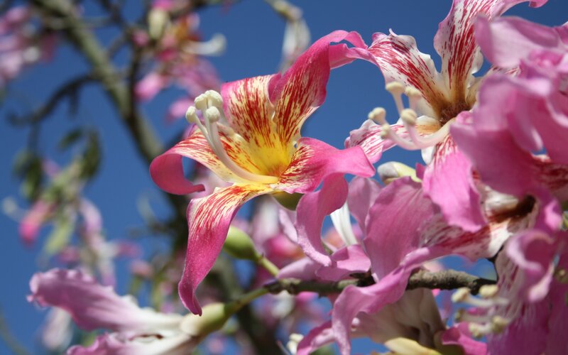 Pink and Yellow Flowers — Serene, Afternoon