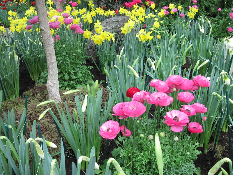 Pink and Yellow Flowers — Serene, Spring, Photograph