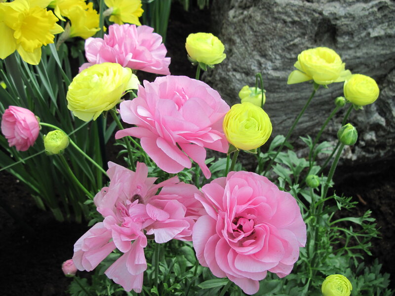 Pink and Yellow Flowers — Serene, Spring