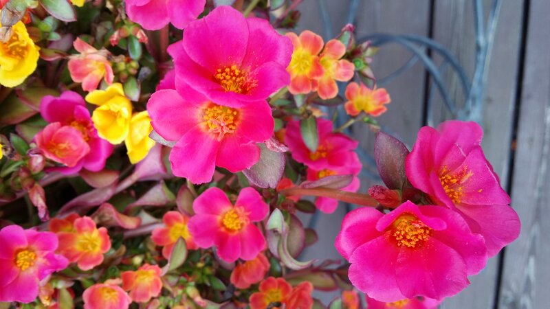 Pink and Yellow Flowers — Vibrant, Afternoon