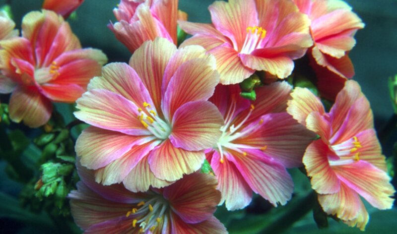 Pink and Yellow Flowers — Vibrant, Photograph