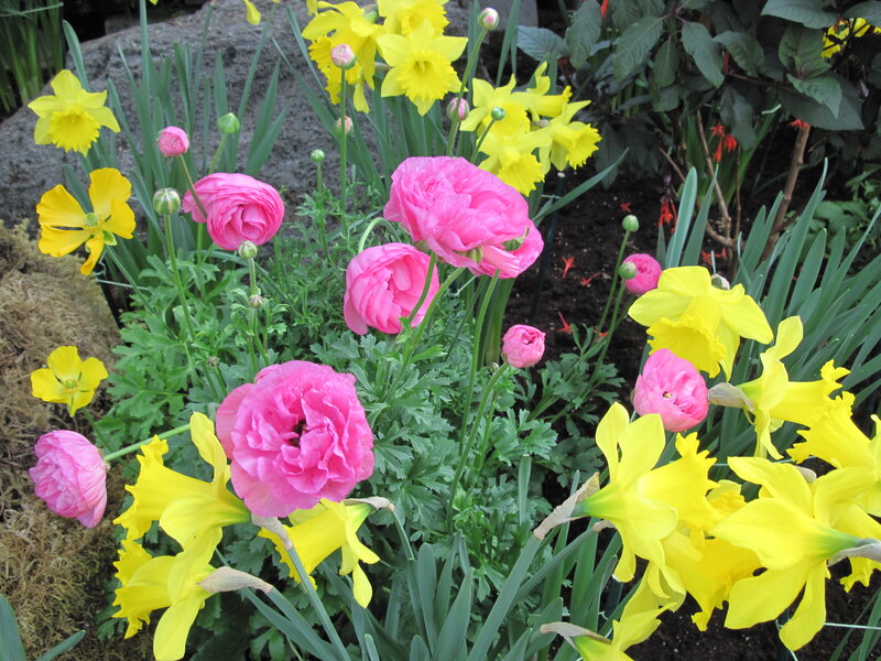 Pink and Yellow Flowers — Vibrant, Spring