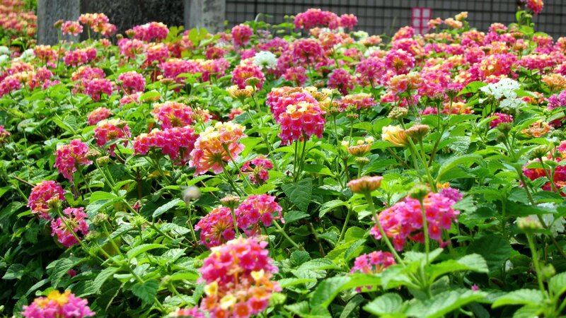Pink and Yellow Flowers — Vibrant