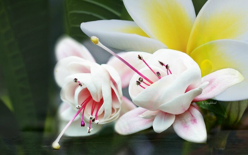 Pink and Yellow Flowers — White