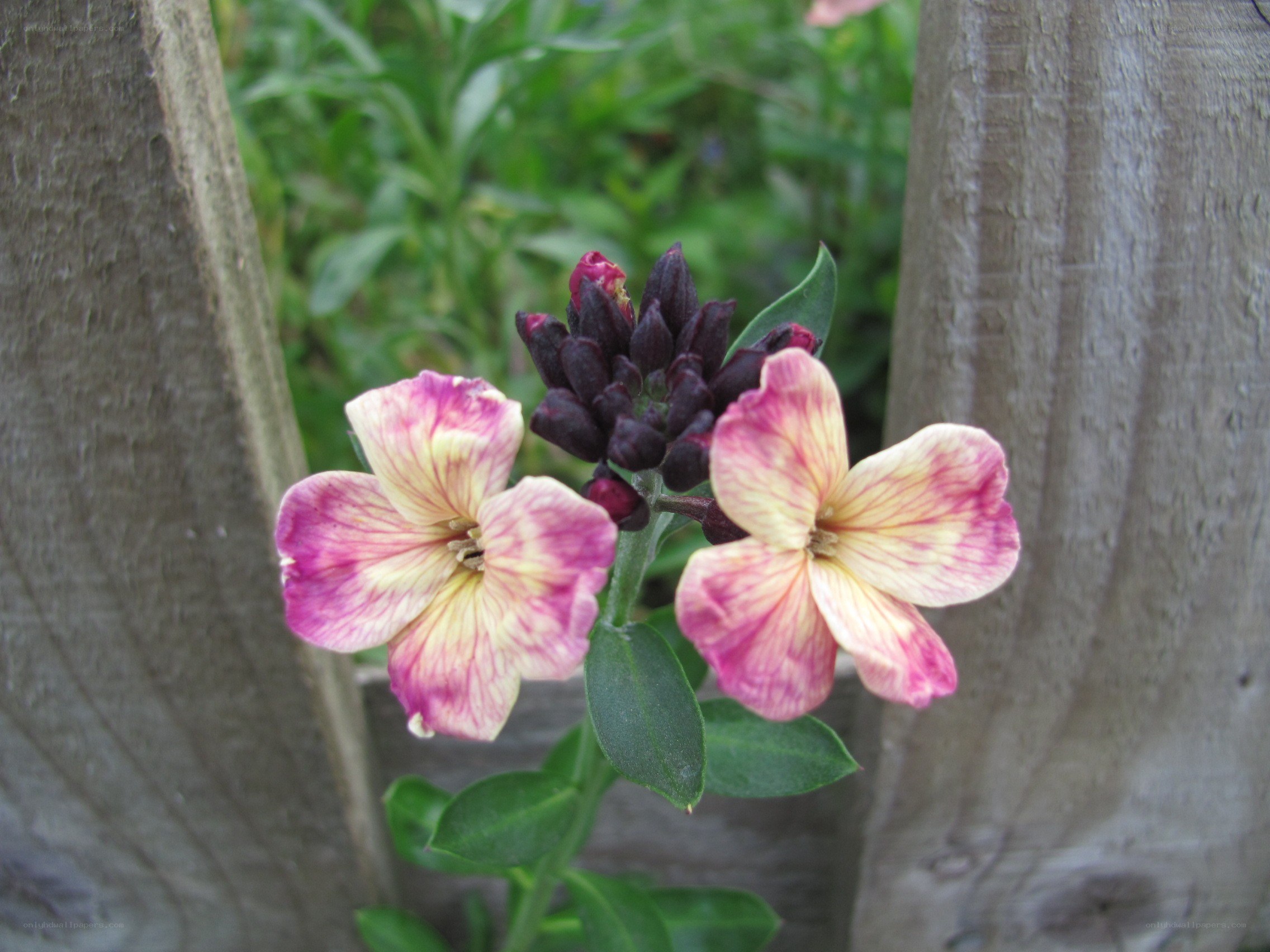 pink and yellow flowers
