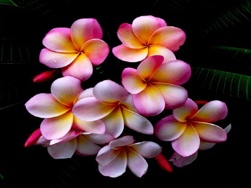 Pink and Yellow Frangipani Flowers — Dramatic