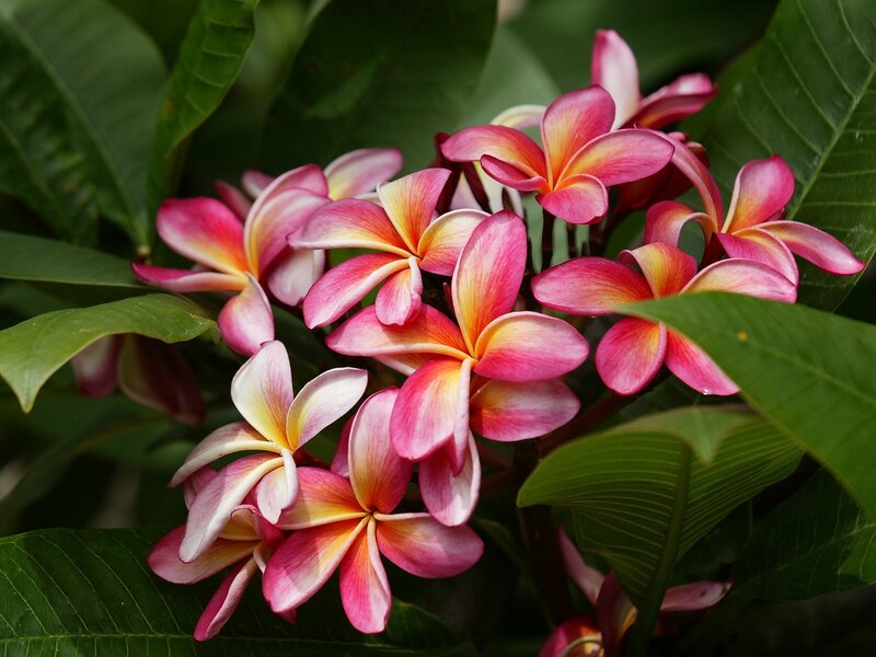 Pink and Yellow Frangipani Flowers — Serene, Afternoon