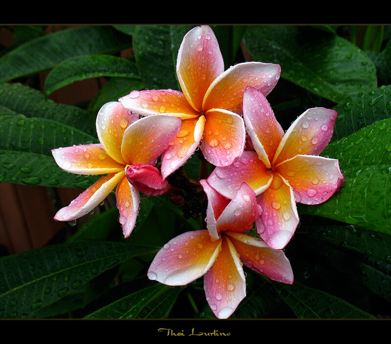 Pink and Yellow Frangipani Flowers — Serene