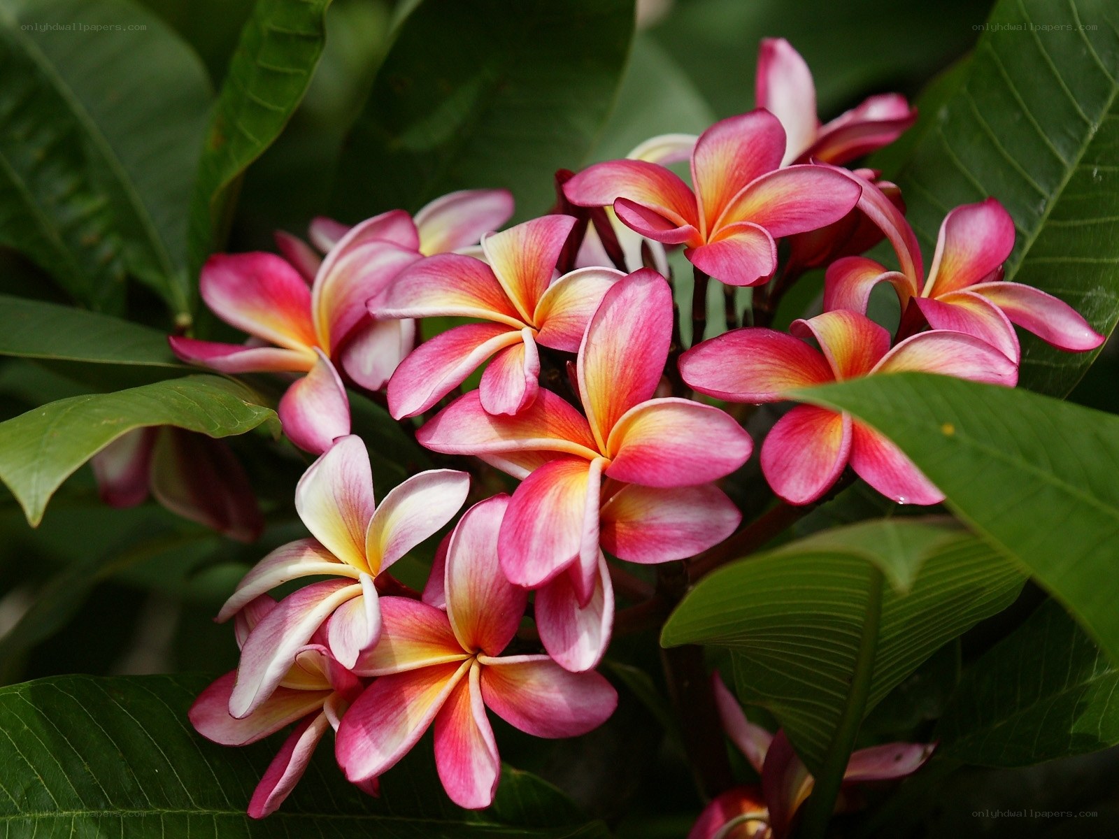 Pink and yellow frangipani flowers