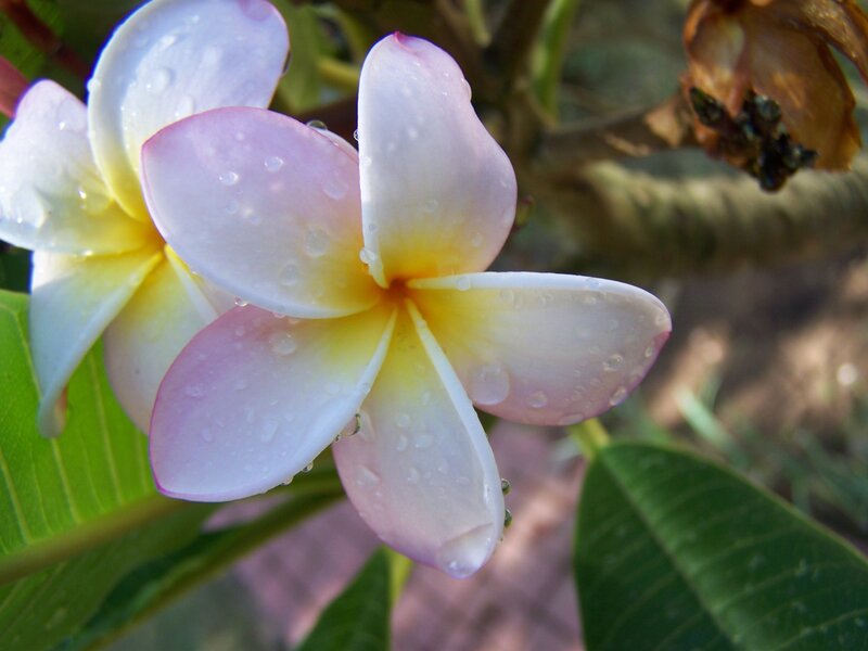 Pink and Yellow Frangipani — Serene, Afternoon