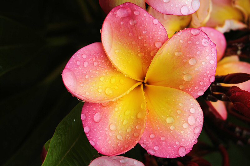 Pink and Yellow Frangipani — Serene