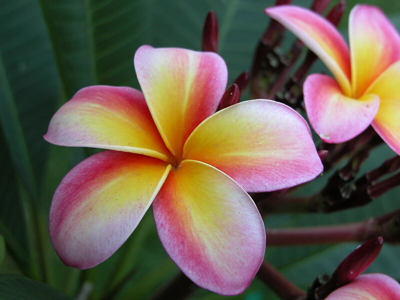 Pink and Yellow Frangipani