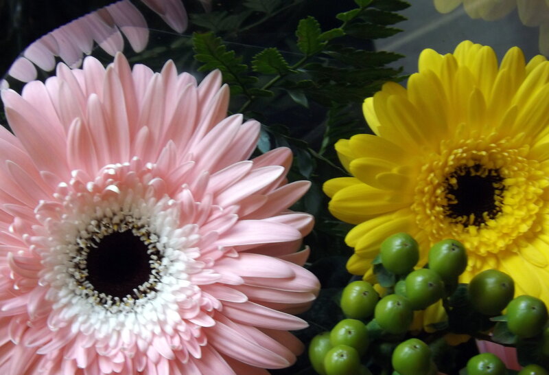 Pink and Yellow Gerbera Daisies — Calm