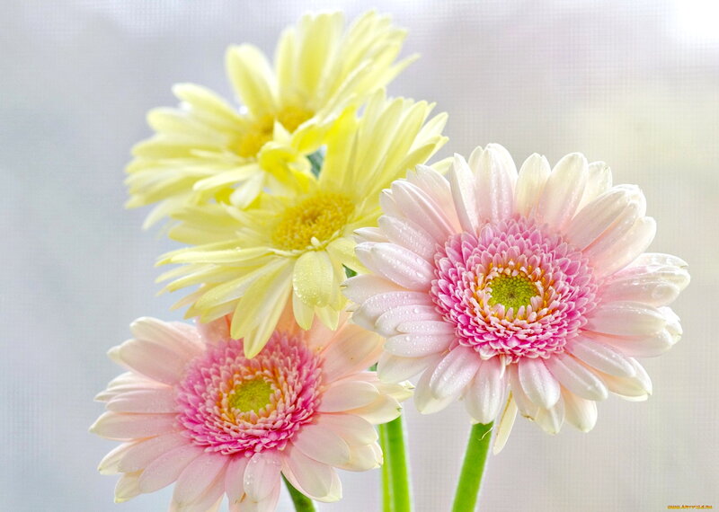 Pink and Yellow Gerbera Daisies — Serene, Morning