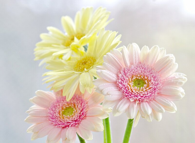 Pink and Yellow Gerbera Daisies — Serene