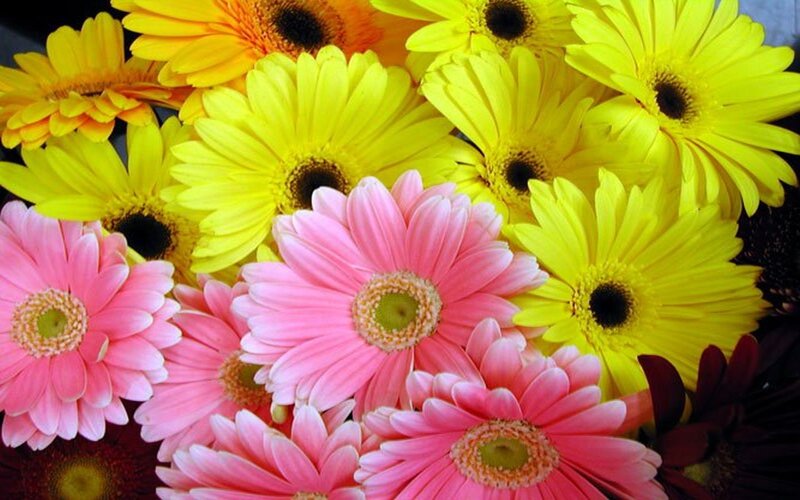 Pink and Yellow Gerbera Daisies — Vibrant