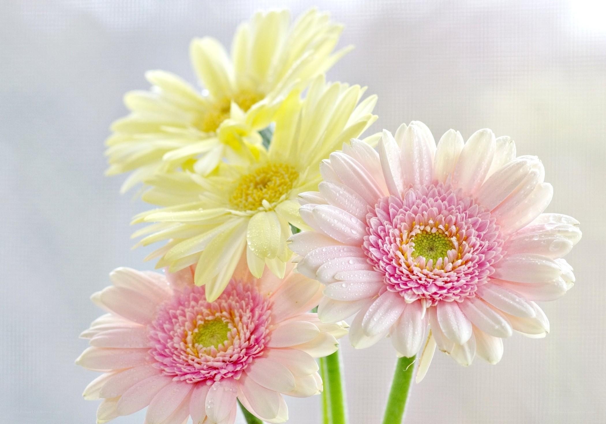 Pink and yellow gerbera daisies