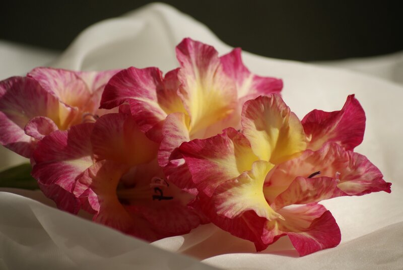 Pink and Yellow Gladiolus