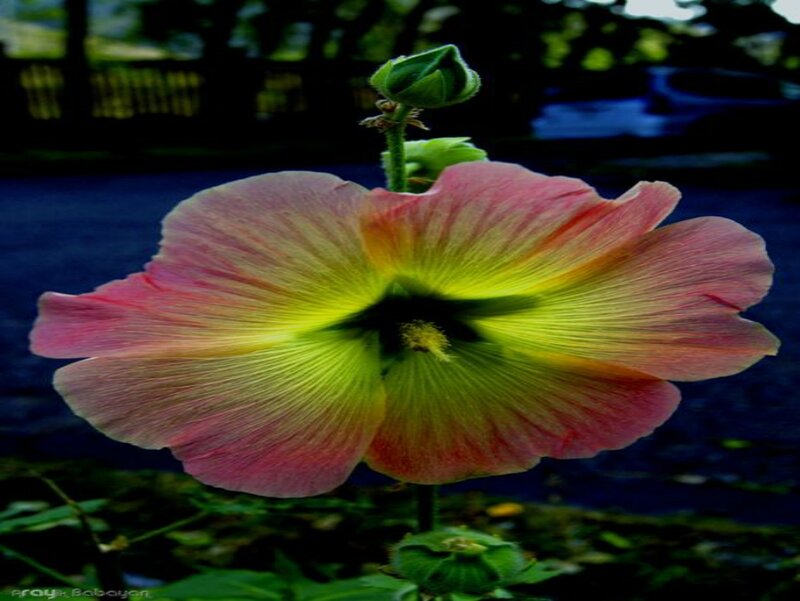 Pink and Yellow Hibiscus Flower — Natural
