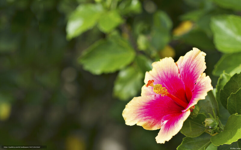 Pink and Yellow Hibiscus Flower — Serene