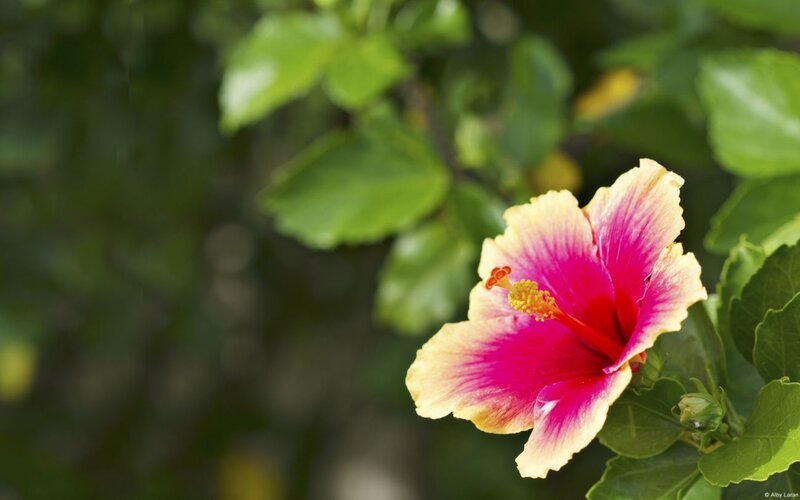 Pink and Yellow Hibiscus Flower