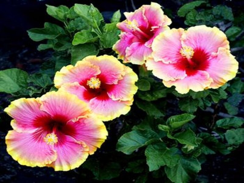 Pink and Yellow Hibiscus Flowers