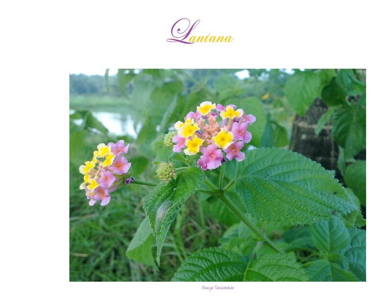 Pink and Yellow Lantana Flowers