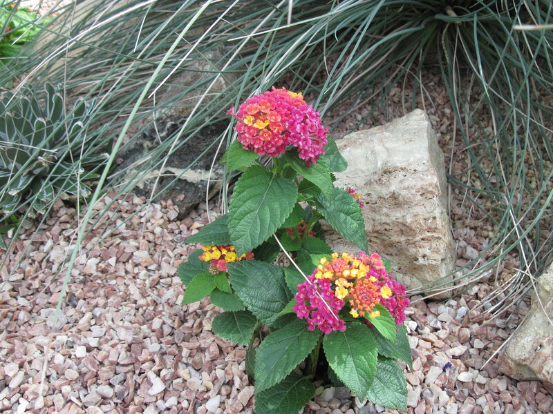 Pink and Yellow Lantana