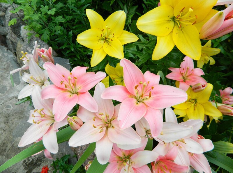 Pink and Yellow Lilies — Calm, Summer