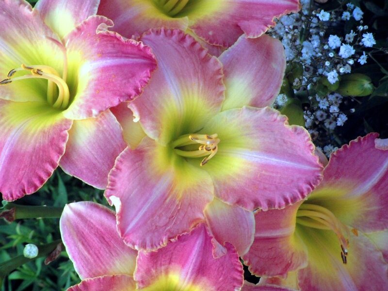 Pink and Yellow Lilies — Calm