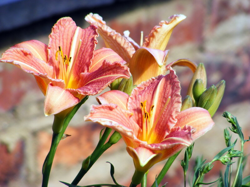 Pink and yellow lilies in bloom