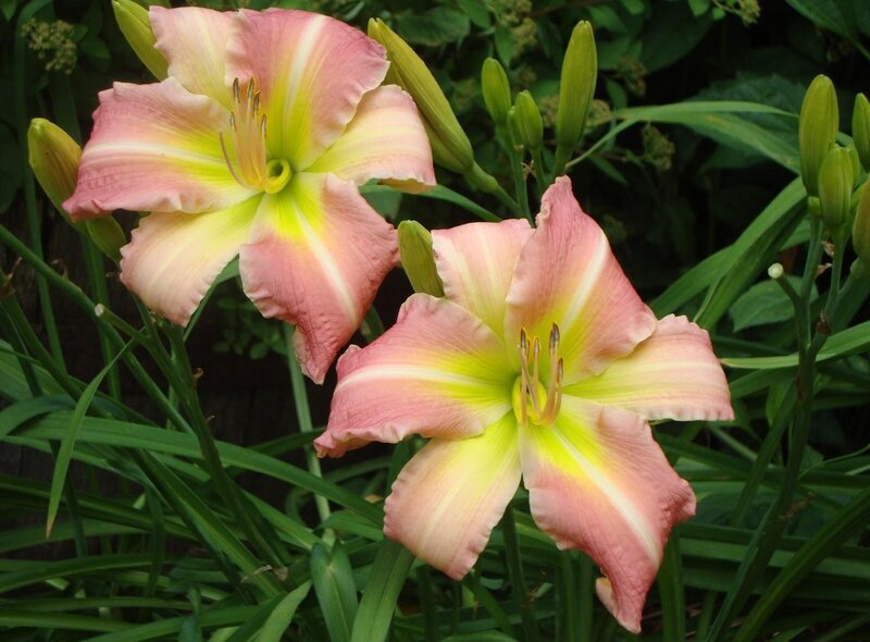 pink and yellow lilies in garden